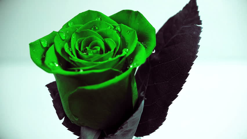 Beautiful rose close-up shot on a macro lens