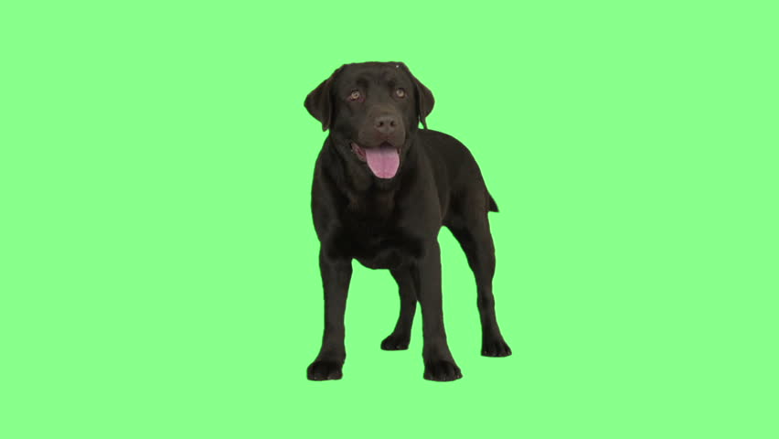 Brown Labrador Wags His Tail Stock Footage Video (100% Royalty-free ...