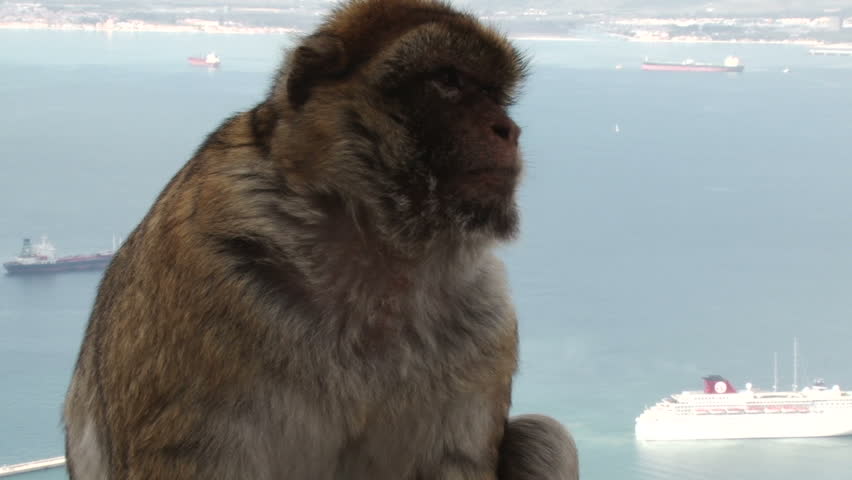 2010-November Barbary Ape on the Rock of Gibraltar a British Colony at the