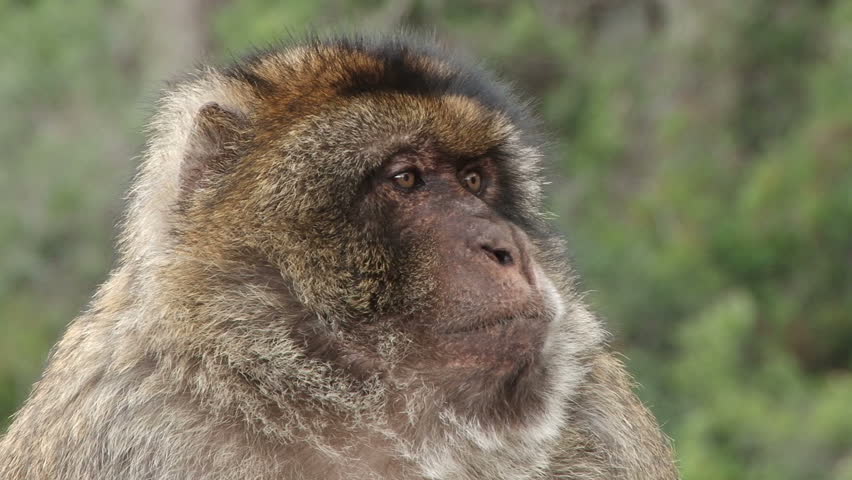 2010-November Barbary Ape on the Rock of Gibraltar a British Colony at the