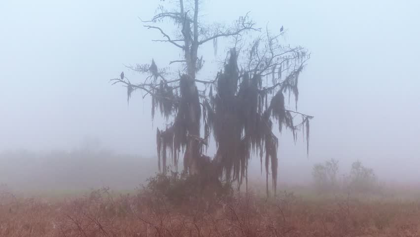 foggy morning in Florida wetlands
