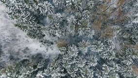 Winter Forest Array From Above