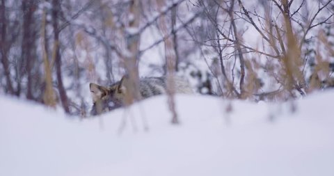 Lone wolf approacing in beautiful winter forest