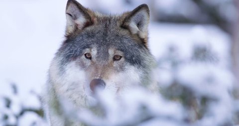Portrait of curious wolf in winterscape