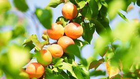 Ripe apricots on tree in the orchard