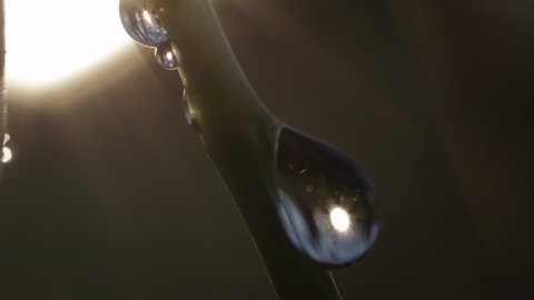 SLOW MOTION EXTREME CLOSE UP MACRO DOF: Detail of raindrops sliding down the stalk of stunning spring flower called snowflake. Sunrays reflecting and glittering in waterdrops on galanthus stem in rain
