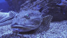 Tentacled flathead in the saltwater aquarium stock footage video