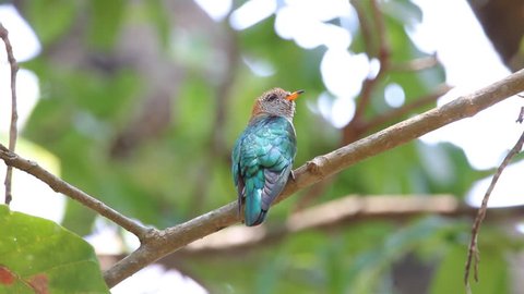 Asian emerald cuckoo Chrysococcyx maculatus Female Cute Birds of Thailand