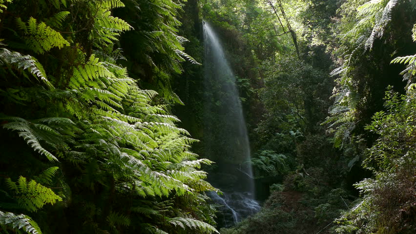 Waterfall "The Lindens" with giant ferns and big falling water, on the island of La Palma, Canary Islands, Spain. Royalty-Free Stock Footage #25055870