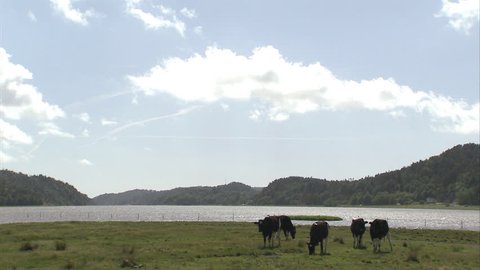 Cows in enclosed field