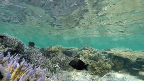 maldives underwater coral garden