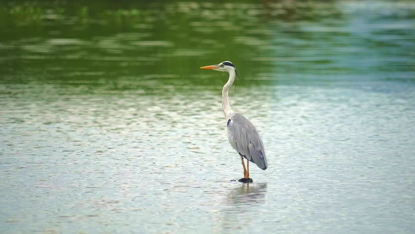 Slow motion bird flight. Grey Heron takes off form lake water and flies away amazing beautiful wildlife moment in Yala National Park of Sri Lanka