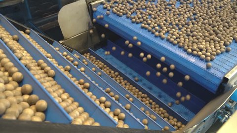 Simulation of the process of hazelnut selection and calibration in a carriage of a factory. Hazelnuts on the conveyor belt during the manual phase of rejection