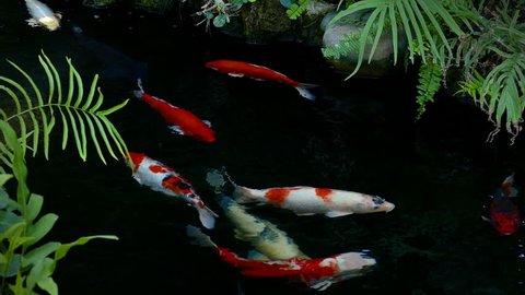 Koi fish are swimming in the pond