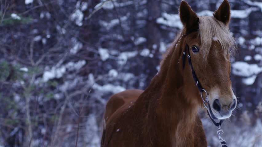 horse galloping in a winter forest under a snowfall