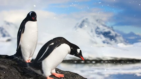 Antarctic Wildlife. Two black and white penguins resting on the rock. Snowy mountains in the background. Exploring beauty world, holidays and recreation. Travel background. Slow motion 4K footage