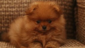 charming little Pomeranian puppy