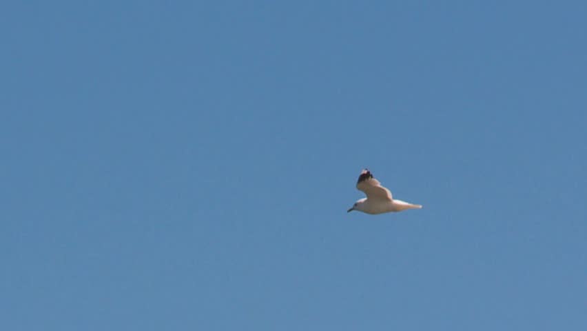 gull