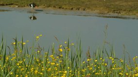 Field of Buttercup flowers with an Oystercatcher in the background.