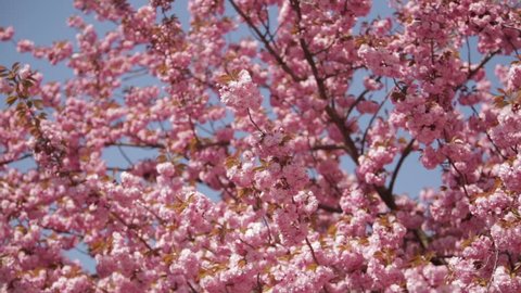 Japanese Flowering Cherry Tree Pink Stock Footage Video 100 Royalty Free 24841154 Shutterstock
