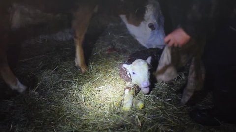 A few minutes after birth mother cow licking young infant vigorously clean baby cow cattle. New born calf. People wipe from the mucus of a newborn calf. 1920x1080