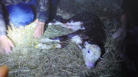 New born calf. People wipe from the mucus of a newborn calf. 1920x1080