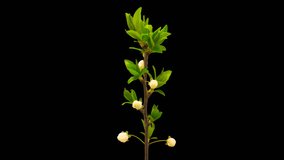HD macro time lapse video of a wild plum flower growing cut out, isolated from the background/Wild plum flower blossoming macro timelapse isolated
