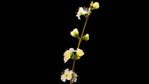 HD 1080p time lapse video of a plum flower growing and opening cut out/Plum flower time lapse isolated cut out