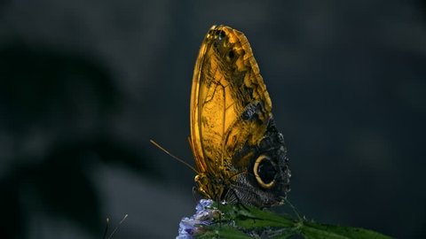 Macro of Giant Owl (Caligo memnon) butterfly sitting on flower and flapping her beautiful wings slowly