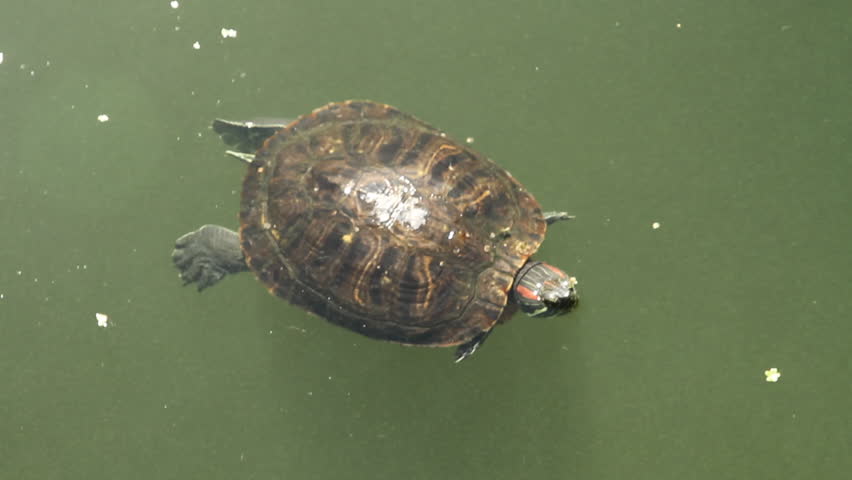 The Turtle Floats in Green Stock Footage Video (100% Royalty-free ...