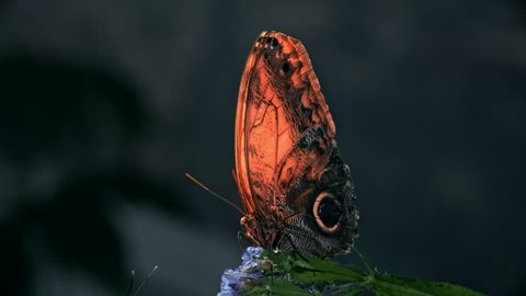 Close-up of beautiful Giant Owl (Caligo memnon) butterfly opening and closing its wings slowly while sitting on flower
