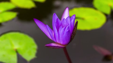 Timelapse, the Lotus opens at dawn