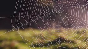 Empty web in the morning light. Picturesque day and gorgeous scene. Location place Carpathian, Ukraine, Europe. Explore the world's beauty. Shooting in HD 1080 video.