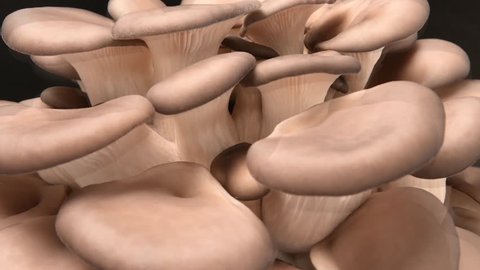 Timelapse video of growing edible oyster mushrooms from small buttons to fully expanded mushrooms.