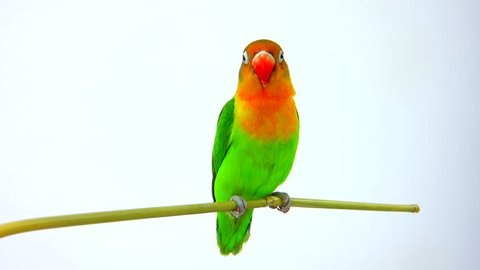  fischeri lovebird parrot on a white screen