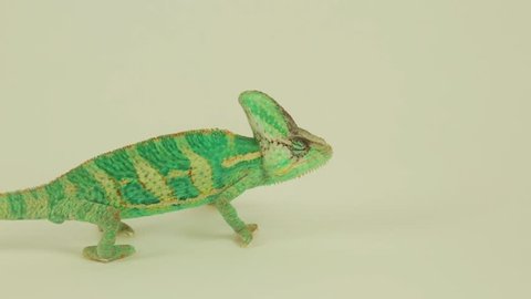 Funny male green chameleon on white background (chamaeleonidae)