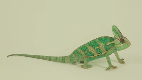 Funny male green chameleon on white background (chamaeleonidae)