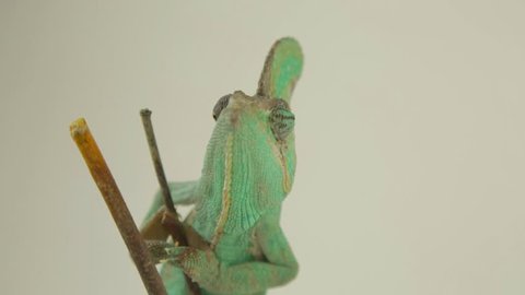 Mature gree chameleon on white background (chamaeleonidae)