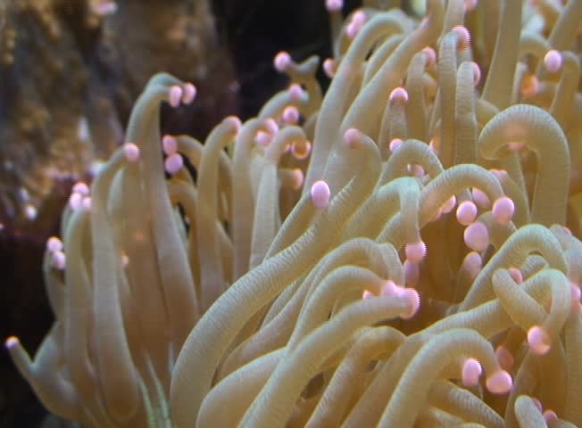 Sea anemones in the aquarium