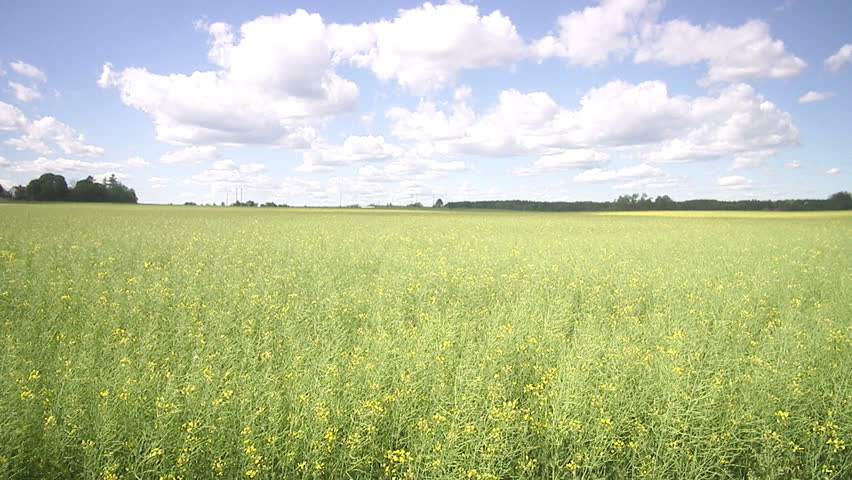A field of corn in the wind a sunny day