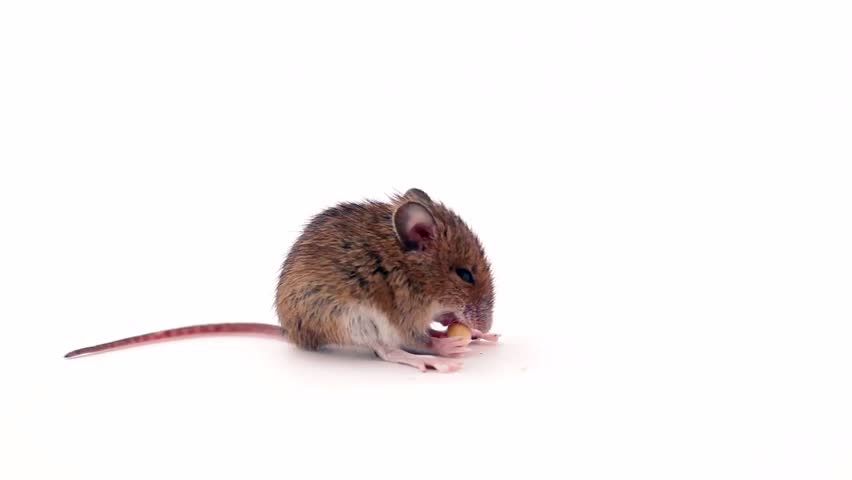 cute little mouse eating on white background