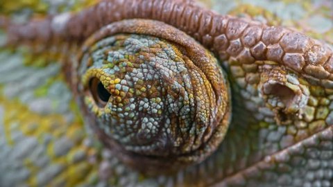 Macro of chameleon swiveling eye scanning environment