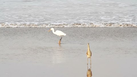 heron on a tropical sea beach