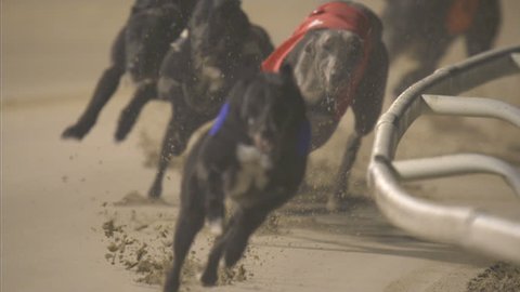 The greyhound from trap two leads round the last bend. Slow motion