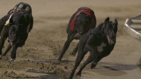 Head on view of greyhounds racing round bend. high-speed
