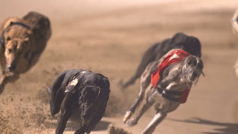 Dramatic close up of greyhounds racing around bend and cross side view in front of camera. High Speed shot.