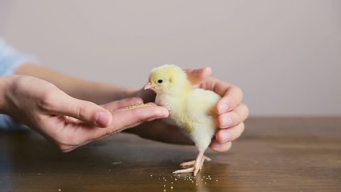 Little Chicken in hands. Little cute fluffy yellow chick in woman hands