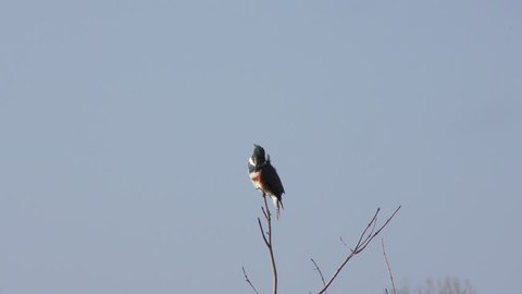 Belted Kingfisher perching in the wind