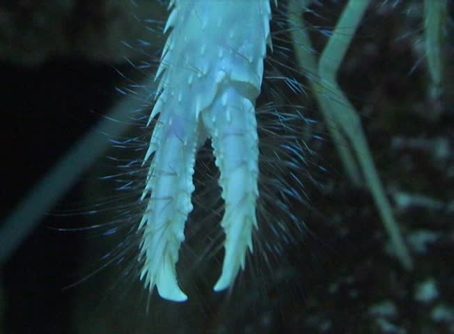 Lobster in the aquarium