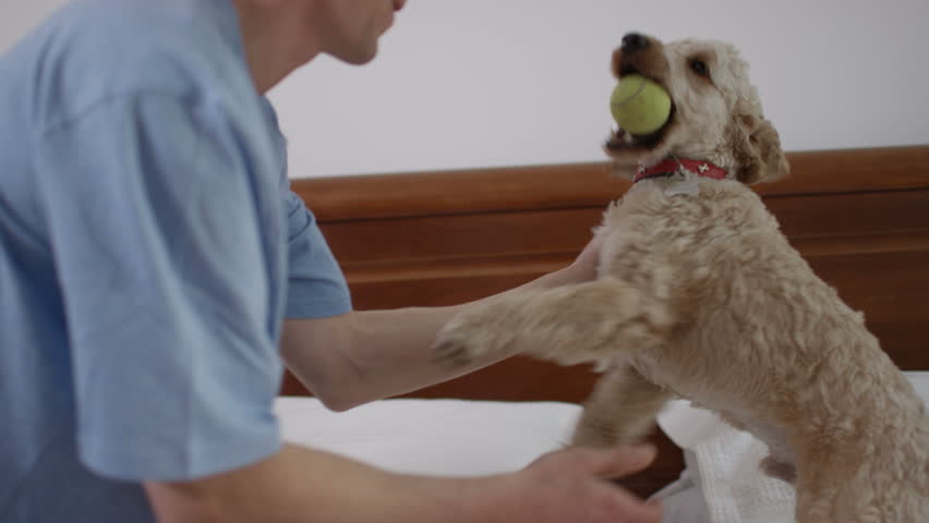 4K Happy couple relaxing in the bedroom with 2 cute playful young puppies